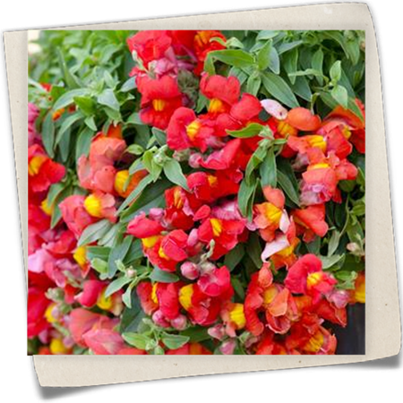 Löwenmäulchen Löwenmäulchen