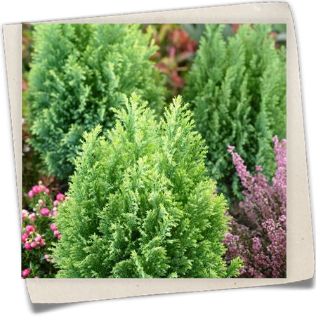 Gartenzypresse 'Cream Glow' Gartenzypresse 'Cream Glow'