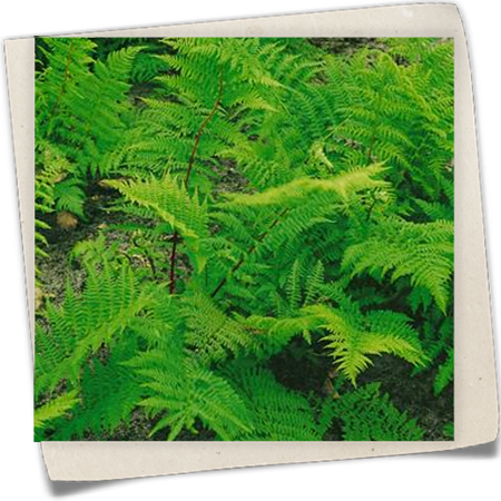 Rotstieliger Frauenfarn 'Rotstiel' Rotstieliger Frauenfarn 'Rotstiel'