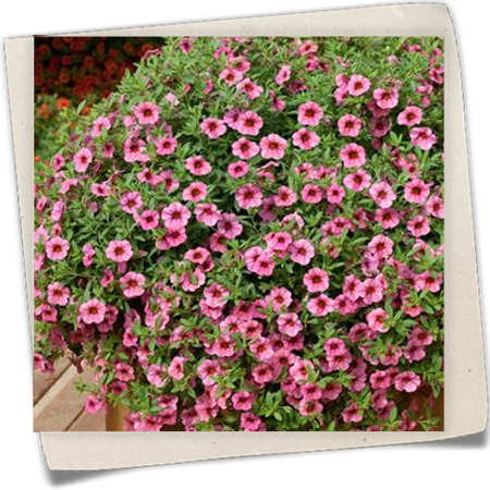 Zauberglöckchen 'Million Bells'®  Zauberglöckchen 'Million Bells'®