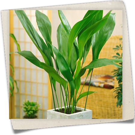 Schusterpalme Schusterpalme