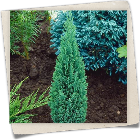 Kegelzypresse 'Ellwood's Pillar' Kegelzypresse 'Ellwood's Pillar'