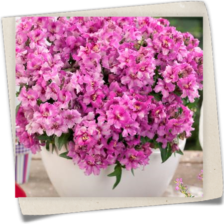 Löwenmaul Löwenmaul