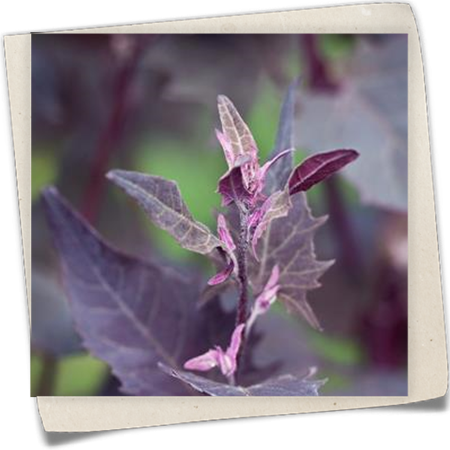 Gartenmelde Gartenmelde