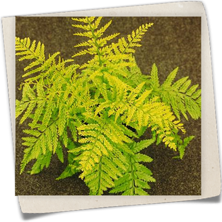 Streifenfarn Streifenfarn