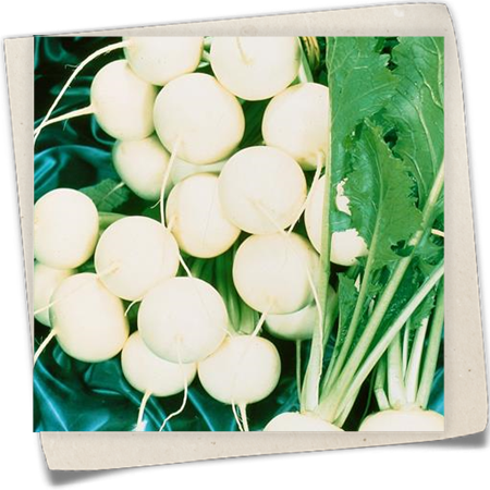 Mairübe 'Market Express' Mairübe 'Market Express'