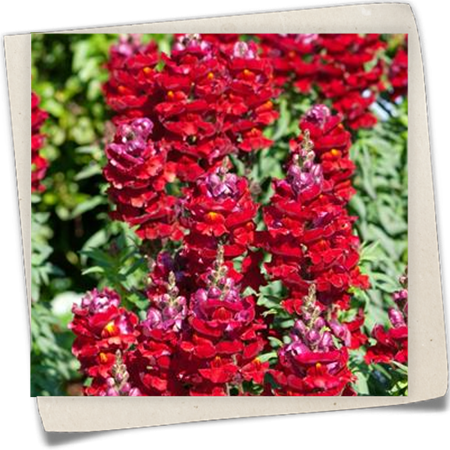 Großes Löwenmaul 'Sonnet' Großes Löwenmaul 'Sonnet'