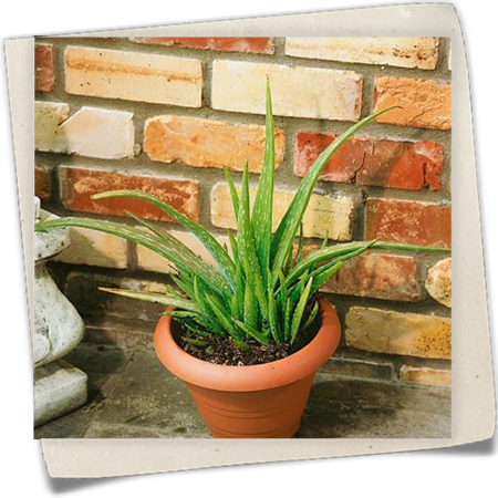 Aloe vera 'Sweet' Aloe vera 'Sweet'