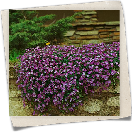 Griechisches Blaukissen 'Royal Violet' Griechisches Blaukissen 'Royal Violet'