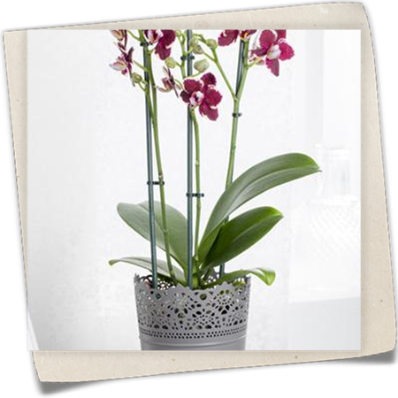 Schmetterlingsorchidee Schmetterlingsorchidee