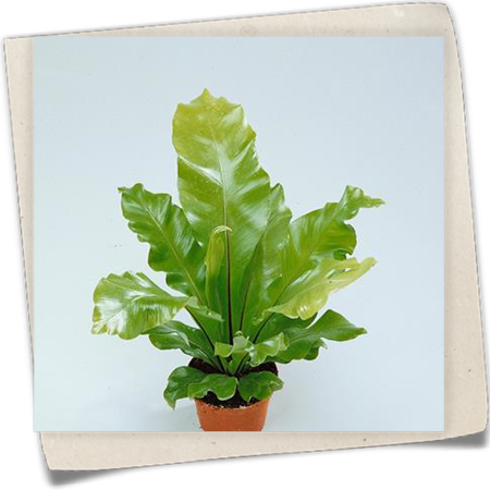 Nestfarn 'Crispy Wave' Nestfarn 'Crispy Wave'