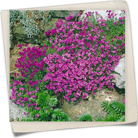 Blaukissen 'Purple' Blaukissen 'Purple'