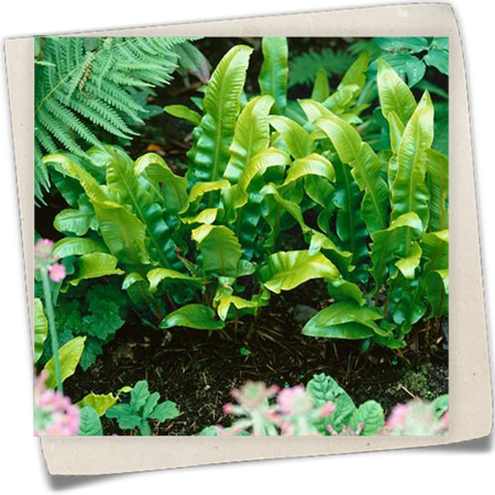 Hirschzungenfarn 'Cristatum' Hirschzungenfarn 'Cristatum'