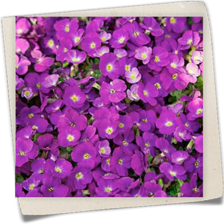 Garten-Blaukissen Garten-Blaukissen