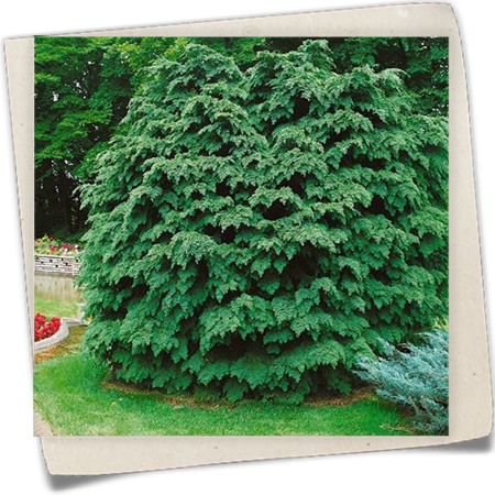 Gartenzypresse 'Nidiformis' Gartenzypresse 'Nidiformis'