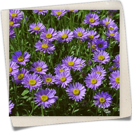 Alpen-Aster Alpen-Aster