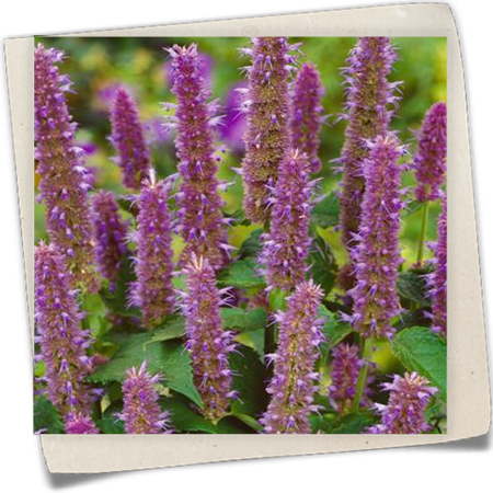 Anis-Duftnessel Anis-Duftnessel