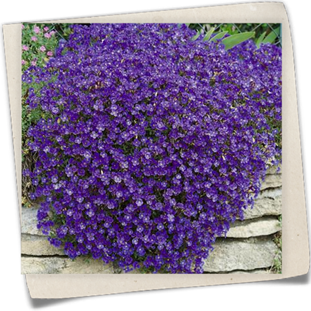 Garten-Blaukissen 'Azurro' Garten-Blaukissen 'Azurro'