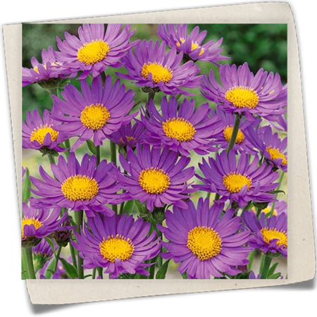 Niedrige Garten-Aster 'Dunkle Schöne' Niedrige Garten-Aster 'Dunkle Schöne'