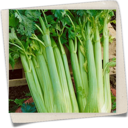 Stangensellerie 'Avalon' Stangensellerie 'Avalon'