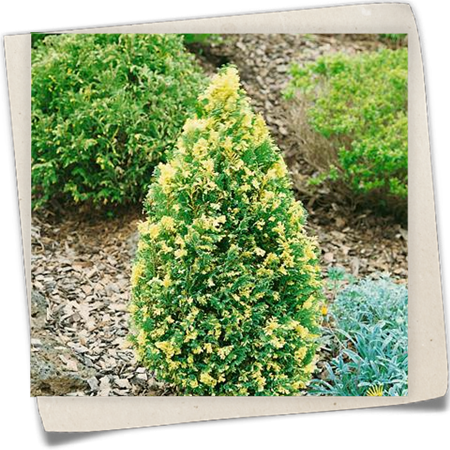 Gartenzypresse 'Silver Tip' Gartenzypresse 'Silver Tip'