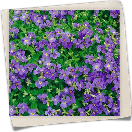 Garten-Blaukissen 'Blue Emperor' Garten-Blaukissen 'Blue Emperor'