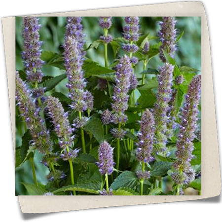 Garten-Duftnessel 'Purple Haze' Garten-Duftnessel 'Purple Haze'