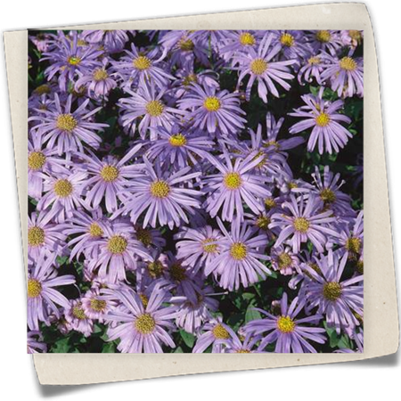 Sommer-Aster Sommer-Aster