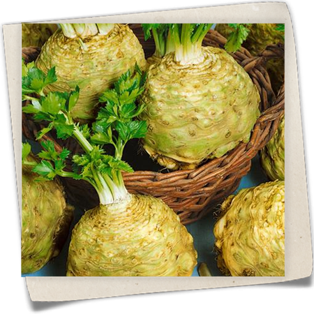 Knollensellerie Knollensellerie