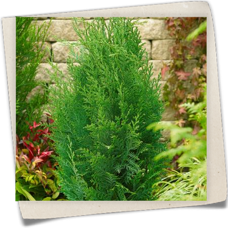 Gartenzypresse 'Van Pelt´s Blue' Gartenzypresse 'Van Pelt´s Blue'