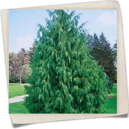 Nutka-Goldzypresse 'Pendula' Nutka-Goldzypresse 'Pendula'