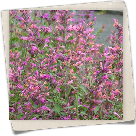 Mexikanische Duftnessel Mexikanische Duftnessel