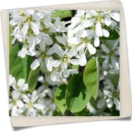 Erlenblättrige Felsenbirne Erlenblättrige Felsenbirne