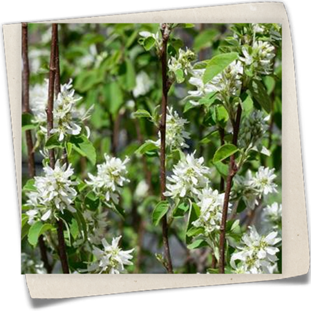 Felsenbirne 'Obelisk'® Felsenbirne 'Obelisk'®