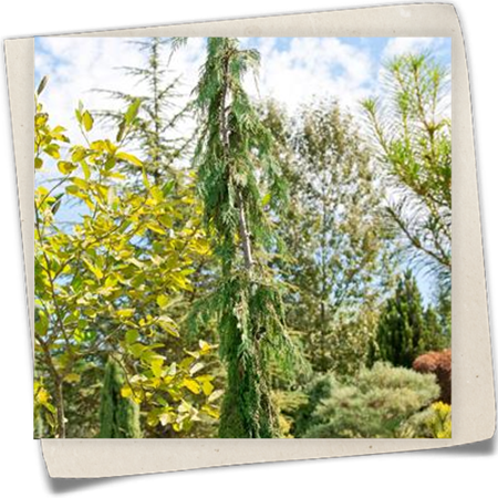 Nutkazypresse 'Strict Weeping' Nutkazypresse 'Strict Weeping'