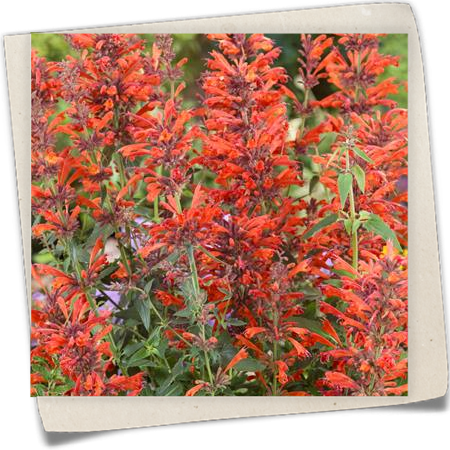 Garten-Duftnessel 'Nectar Orange'® Garten-Duftnessel 'Nectar Orange'®