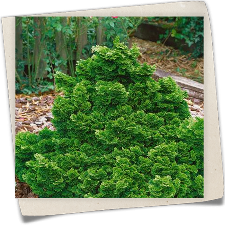 Muschelzypresse Muschelzypresse