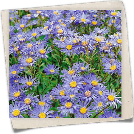 Garten-Sommer-Aster 'Sternkugel' Garten-Sommer-Aster 'Sternkugel'