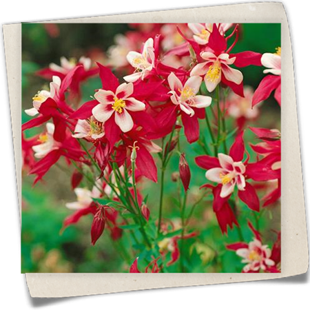 Langspornige Garten-Akelei 'McKana' Langspornige Garten-Akelei 'McKana'