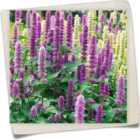 Garten-Duftnessel 'Apache® Fuchsia' Garten-Duftnessel 'Apache® Fuchsia'