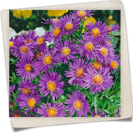 Garten-Kissen-Aster 'Augenweide' Garten-Kissen-Aster 'Augenweide'