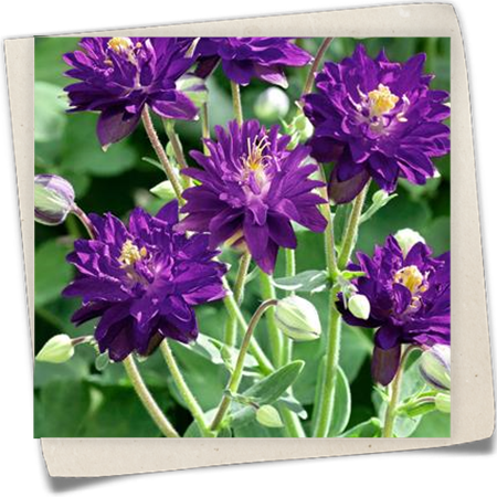 Garten-Akelei 'Blue Barlow' Garten-Akelei 'Blue Barlow'