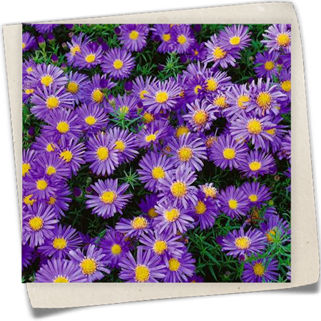 Garten-Kissen-Aster 'Amethyst' Garten-Kissen-Aster 'Amethyst'