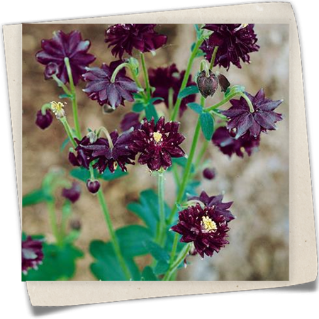 Garten-Akelei 'Black Barlow' Garten-Akelei 'Black Barlow'