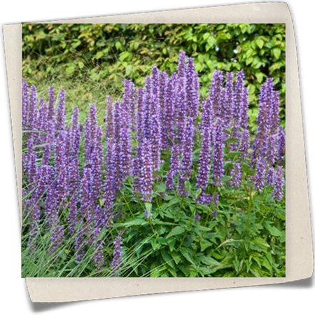 Garten-Duftnessel 'Blue Fortune' Garten-Duftnessel 'Blue Fortune'