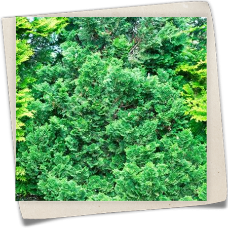 Fächerblatt-Zypresse 'Kosteri' Fächerblatt-Zypresse 'Kosteri'