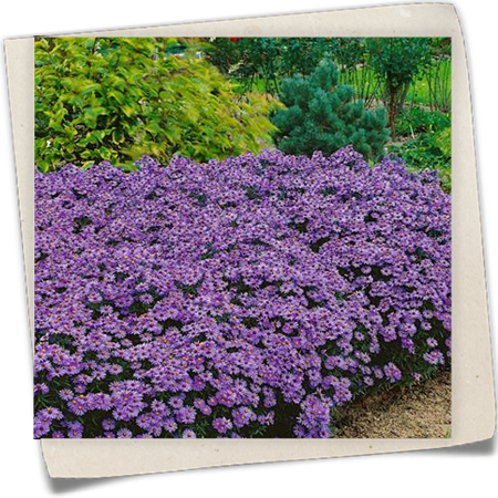 Garten-Kissen-Aster 'Blue Lapis' Garten-Kissen-Aster 'Blue Lapis'