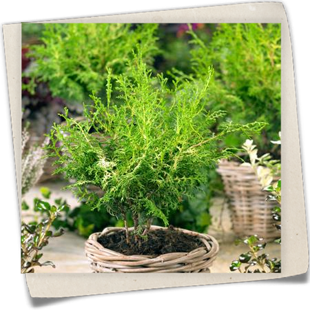 Hinoki-Scheinzypresse 'Lucas' Hinoki-Scheinzypresse 'Lucas'