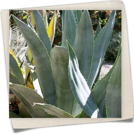 Amerikanische Agave Amerikanische Agave