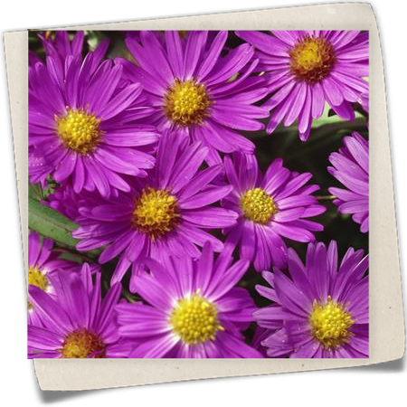 Garten-Kissen-Aster 'Herbstgruß vom Bresserhof' Garten-Kissen-Aster 'Herbstgruß vom Bresserhof'